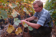 Jarosław Lewandowski, the owner of the ‘Na Leśnej Polanie’ (‘In a Forest Clearing’) vineyard in Proczki, himself oversees the grape harvest
