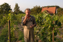 Roman Grad, the owner of ‘Julia’ vineyard in Stary Kisielin, inspects whether the grapes are ripe enough to be harvested