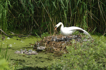 A swan mummy can stand up for her young