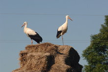 Storks build their nests where they feel at home