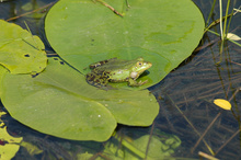 In Zielona Góra  Administrative District you can see beautiful examples of fauna, such as for instance this beautiful lake frog